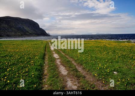 Prairie de fleurs sauvages sur l'île de Giske près d'Alesund dans l'ouest de la Norvège. Banque D'Images