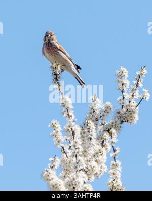 Oiseau à linnet commun (Linaria cannabina) perché dans un arbre à épine noire à fleur blanche au printemps, Angleterre, Royaume-Uni Banque D'Images
