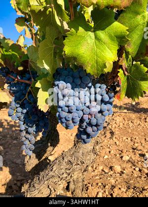 Raisins sur la vigne dans un vignoble Banque D'Images