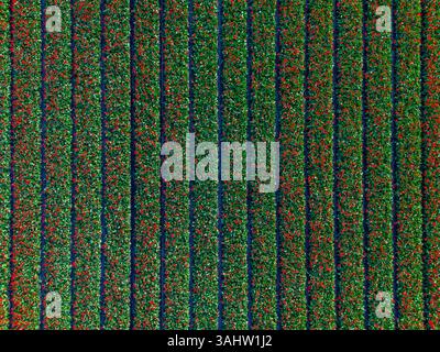 Vue aérienne de champs de tulipes vibrants en pleine floraison, mettant en valeur des rangées soignées de tons rouges, verts et violets subtils. Un exemple étonnant de la symétrie de la nature Banque D'Images