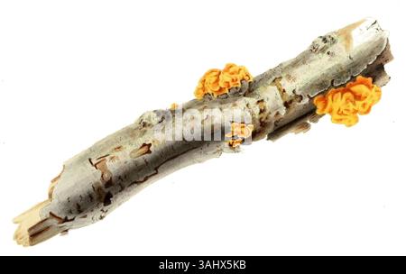 Cette illustration botanique tirée du livre de 1847 'illustrations of British Mycology' d'Anna Maria Hussey présente des champignons et des espèces de champignons de Grande-Bretagne. Banque D'Images