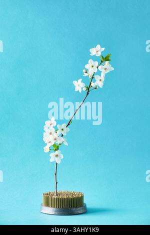 Composition minimaliste avec une branche de fleur de cerisier en fleurs dans un kenzan métallique sur fond bleu. Esthétique de l'art japonais de l'ikebana. Banque D'Images