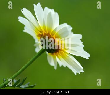 Fleurs printanières. Glebionis coronaria - Marguerite de la Couronne poussant dans la nature. Portugal. Mise au point sélective peu profonde. Banque D'Images
