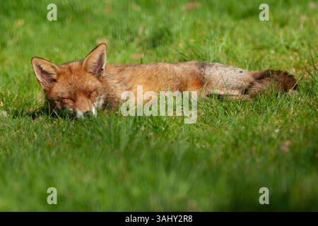 Météo britannique, 10 avril 2025 : une femelle renard sioule dans la lumière du soleil tapissée d'un jardin à Clapham, au sud de Londres. Elle fait partie d'une famille de trois adultes qui vivent dans le jardin. Un temps chaud pouvant atteindre 24 degrés est prévu après une longue série de journées ensoleillées et de nuits froides. Crédit : Anna Watson/Alamy Live News Banque D'Images