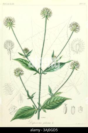 Cette illustration botanique de 1850 de Ludwig Reichenbach représente Dipsacus pilosus, également connu sous le nom de Behaarten Karde, de son œuvre *icones Florae Germanicae et Helveticae*. L'illustration détaillée capture les caractéristiques de la plante avec précision et précision scientifique. Banque D'Images