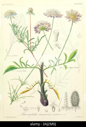 Cette illustration de 1850 de Ludwig Reichenbach montre *Asterocephalus maritimus*, une espèce de velours scabieux, incluse dans *Icones Florae Germanicae et Helveticae*, volume XII, en se concentrant sur son habitat marin et ses traits botaniques. Banque D'Images