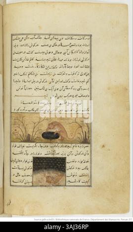 Cette page tirée du manuscrit persan Kalila et Dimna, créé vers 1390, illustre une leçon de morale avec Kalila et Dimna, les deux animaux sages, donnant des conseils typiques de l’œuvre de la période Muzaffaride. Banque D'Images