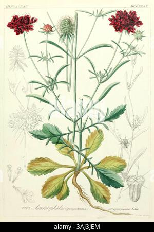 Cette illustration de 1850 de Ludwig Reichenbach représente *Asterocephalus atropurpureus*, également connu sous le nom de velours scabieux, présenté dans *Icones Florae Germanicae et Helveticae*, volume XII, mettant en valeur les caractéristiques botaniques de la plante. Banque D'Images