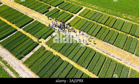 Vue aérienne de gens marchant à travers un champ vert de cultures. Une photo aérienne en grand angle d'un groupe de personnes marchant à travers des rangées soignées de cultures vertes Banque D'Images