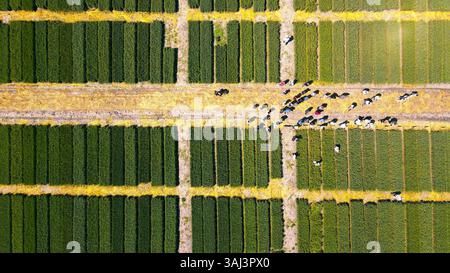 Vue aérienne d'un champ agricole avec rangée de culture. Une vue aérienne à grand angle mettant en valeur un champ agricole bien organisé avec des cultures vertes et jaunes Banque D'Images