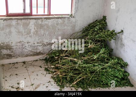 18 novembre 2015 - Toribio, Valle del Cauca, Colombie - des branches de marijuana qui ont déjà été séchées sont placées dans le coin d'une maison vide utilisée par les travailleurs pour couper les feuilles des bourgeons de marijuana avant d'être pesées et emballées. (Crédit image : © Nicolas Enriquez/zReportage.com via ZUMA Wire) Banque D'Images