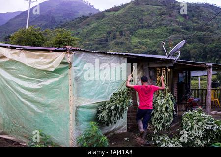 Nov. 18, 2015 - Toribio, Valle del Cauca, Colombie - CARLOS, 13, aide son frère ROBERIO à transporter les plantes au four fait maison pour sécher les branches de marijuana. La jungle autour de Toribio dans le sud-ouest de la Colombie est remplie de vastes plantations de pots qui s'étendent à perte de vue. (Crédit image : © Nicolas Enriquez/zReportage.com via ZUMA Wire) Banque D'Images