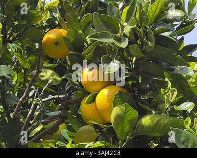 Oranges ensoleillées accrochées à une branche d'arbre vert luxuriant, symbolisant la fraîcheur, l'agriculture naturelle et la beauté des cultures d'agrumes biologiques. Banque D'Images