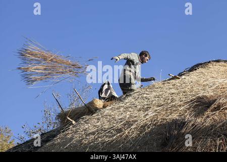 14 octobre 2015 - O Cebreiro, Galice/Province de Lugo, Espagne - O Cebreiro, Espagne : L'homme jette un paquet de seigle alors qu'il pèse le toit sur une palloza traditionnelle typique de la région de Serra dos Ancares en Galice. Initialement destinées à abriter le bétail, les habitations ont des murs rustiques en pierre et un toit conique incliné composé de tiges de seigle. (Crédit image : © Paul Gordon via ZUMA Wire) Banque D'Images