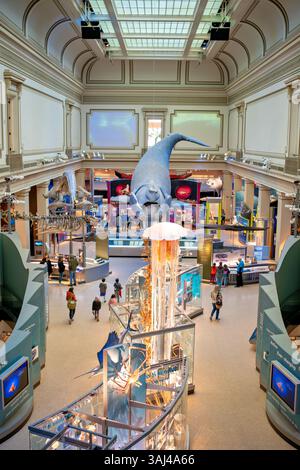 WASHINGTON DC — le Sant Ocean Hall du Musée national d'histoire naturelle Smithsonian présente une exposition complète sur la vie marine et les écosystèmes marins. Ouverte en 2008, cette galerie de 23 000 pieds carrés est la plus grande exposition permanente du musée, contenant plus de 600 spécimens et maquettes. La salle est ancrée par un modèle grandeur nature de Phoenix, une baleine noire de l'Atlantique Nord, et comprend un rare spécimen de calmars géant, ce qui en fait une destination de choix pour l'éducation et l'exploration océaniques. Banque D'Images