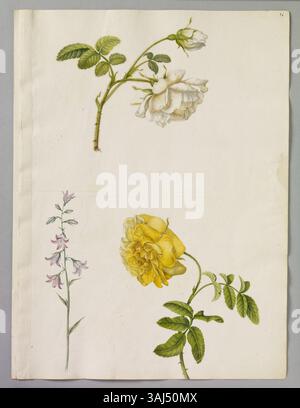 Une aquarelle d'Alexander Marshal mettant en vedette la rose anglaise blanche, la rose jaune double et le petit rampion, capturant l'essence de la botanique du XVIIe siècle Banque D'Images