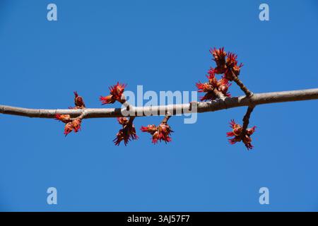 De nouveaux bourgeons frais commencent à pousser sur une branche d'érable au début du printemps contre un ciel bleu clair brillant. Banque D'Images