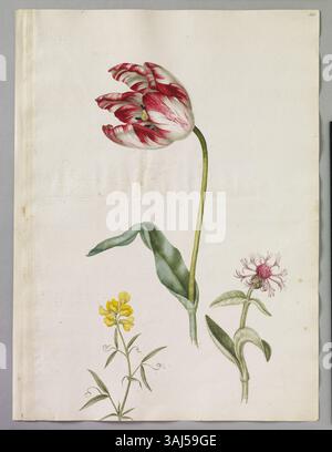Aquarelle d'Alexander Marshal avec une tare éternelle, une bouteille Great Blue et une tulipe Andenard Dencuze. Cette pièce botanique du XVIIe siècle met en valeur des sujets floraux et des insectes. Banque D'Images