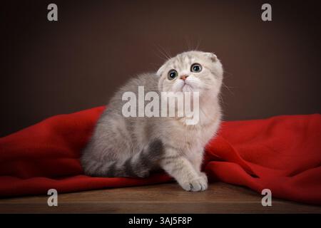 Un chaton Scottish Fold est assis calmement sur une surface en bois avec une couverture rouge drapée derrière elle. La composition met en valeur sa fourrure douce et son comportement calme Banque D'Images