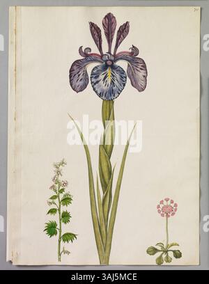 Aquarelle d'Alexander Marshal montrant un grand iris rayé bleu, Childing Daisy et Sedum. Cette pièce fait partie de son florilegium botanique du XVIIe siècle. Banque D'Images