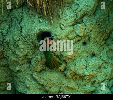 Mangeur d'abeilles à gorge rouge Merops Bullocki. Cette espèce se trouve en Afrique tropicale. Banque D'Images