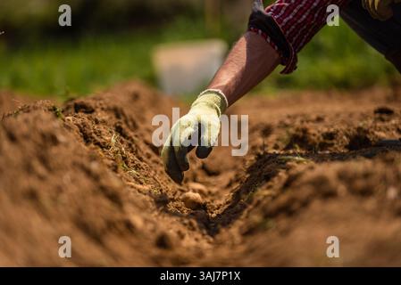 Gros plan d'un agriculteur mâle plantant des pommes de terre dans le sol sur un champ agricole. Banque D'Images