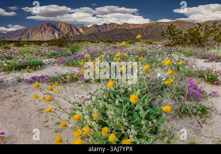 Geraea canescens, communément appelé tournesol du désert, tournesol velu du désert ou or du désert Banque D'Images