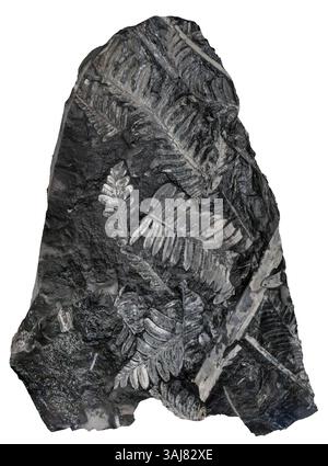 Fossil Ferns, composé clair, PA Neuropter ovata, Pecopteris et Cordaites Species Banque D'Images