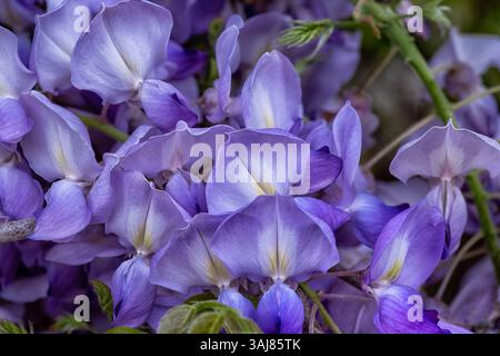 Un groupe de rêve de fleurs de wisteria dans des teintes lavande et violette, légèrement éclairées avec une texture douce et un flux pastel naturel. Banque D'Images