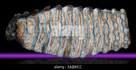 Coupe transversale polie d'une dent molaire de mammouth, Mammuthus columbi, Caroline du Sud Banque D'Images