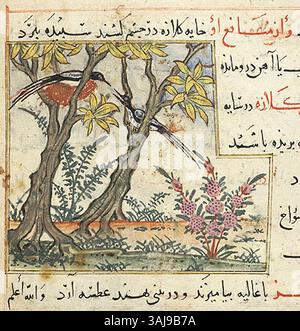 Ce détail de MS M.500, datant de 1297-1300, montre deux pies perchées ensemble, offrant une vue rapprochée des délicates illustrations d'oiseaux typiques de la peinture miniature persane. Banque D'Images