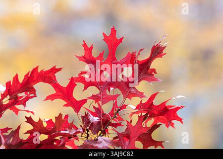 Chêne PIN, chêne espagnol des marais (Quercus palustris), feuilles d'automne dans une branche, Europe, Bundesrepublik Deutschland Banque D'Images