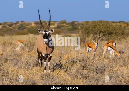 Gemsbock, beisa, oryx sud-africain (Oryx gazella), debout dans de grandes herbes sèches avec plusieurs springBucks, Botswana, Rese de jeu du Kalahari central Banque D'Images