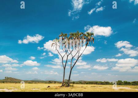 Palmier Doum, palmier Ilala (Hyphaene coriacea), une paire de palmiers doum dans la grande savane, Kenya, réserve nationale de Samburu Banque D'Images
