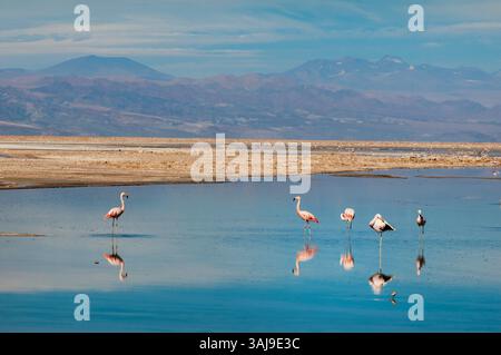 Flamant rose chilien (Phoenicopterus chilensis), colonie de flamants roses dans la lagune Chaxa, Chili, région d'Antofagasta, désert d'Atacama, San Pedro de Atacama Banque D'Images