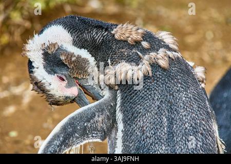 Manchot magellanique (Spheniscus magellanicus), jeune oiseau changeant de plumage, vue arrière, Argentine, Chubut, péninsule Valdes, Punta Tombo Banque D'Images