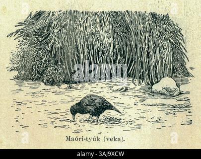 Cette photographie des années 1880 d’Andreas Reischek capture l’essence de la société et du paysage néo-zélandais du XIXe siècle, offrant un aperçu de l’environnement naturel et de la culture Māori. Banque D'Images