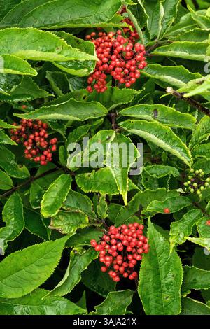 Le 3 août 2017 - McNeil River, AK, États-Unis d'Amérique - Red Elderberry au McNeil River State Game Sanctuary sur la péninsule Kenai, Alaska. Le site éloigné n'est accessible qu'avec un permis spécial et constitue la plus grande population saisonnière d'ours bruns de worldâ€™ dans leur environnement naturel. (Crédit image : © Richard Ellis via ZUMA Wire) Banque D'Images