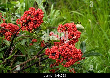 Le 3 août 2017 - McNeil River, AK, États-Unis d'Amérique - Red Elderberry au McNeil River State Game Sanctuary sur la péninsule Kenai, Alaska. Le site éloigné n'est accessible qu'avec un permis spécial et constitue la plus grande population saisonnière d'ours bruns de worldâ€™ dans leur environnement naturel. (Crédit image : © Richard Ellis via ZUMA Wire) Banque D'Images