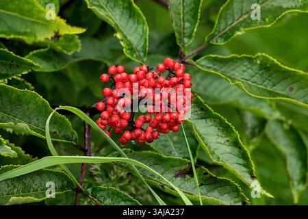 Le 3 août 2017 - McNeil River, AK, États-Unis d'Amérique - Red Elderberry au McNeil River State Game Sanctuary sur la péninsule Kenai, Alaska. Le site éloigné n'est accessible qu'avec un permis spécial et constitue la plus grande population saisonnière d'ours bruns de worldâ€™ dans leur environnement naturel. (Crédit image : © Richard Ellis via ZUMA Wire) Banque D'Images