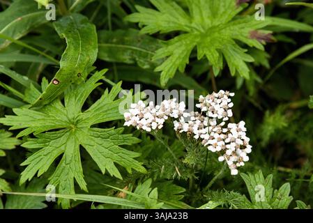 Le 3 août 2017 - McNeil River, AK, États-Unis d'Amérique - fleurs sauvages en fleurs dans le sanctuaire de chasse de l'État de McNeil River sur la péninsule de Kenai, Alaska. Le site éloigné n'est accessible qu'avec un permis spécial et constitue la plus grande population saisonnière d'ours bruns de worldâ€™ dans leur environnement naturel. (Crédit image : © Richard Ellis via ZUMA Wire) Banque D'Images