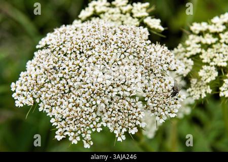 Le 3 août 2017 - McNeil River, AK, États-Unis d'Amérique - fleurs sauvages en fleurs dans le sanctuaire de chasse de l'État de McNeil River sur la péninsule de Kenai, Alaska. Le site éloigné n'est accessible qu'avec un permis spécial et constitue la plus grande population saisonnière d'ours bruns de worldâ€™ dans leur environnement naturel. (Crédit image : © Richard Ellis via ZUMA Wire) Banque D'Images