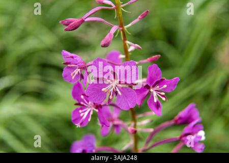 Le 3 août 2017 - McNeil River, AK, États-Unis d'Amérique - fleurs sauvages d'herbe à feu fleurissant au sanctuaire de chasse de l'État de McNeil River sur la péninsule de Kenai, Alaska. Le site éloigné n'est accessible qu'avec un permis spécial et constitue la plus grande population saisonnière d'ours bruns de worldâ€™ dans leur environnement naturel. (Crédit image : © Richard Ellis via ZUMA Wire) Banque D'Images