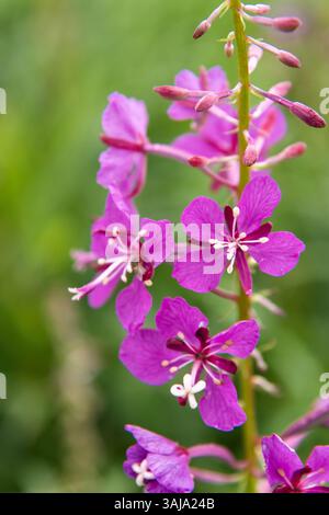 Le 3 août 2017 - McNeil River, AK, États-Unis d'Amérique - fleurs sauvages d'herbe à feu fleurissant au sanctuaire de chasse de l'État de McNeil River sur la péninsule de Kenai, Alaska. Le site éloigné n'est accessible qu'avec un permis spécial et constitue la plus grande population saisonnière d'ours bruns de worldâ€™ dans leur environnement naturel. (Crédit image : © Richard Ellis via ZUMA Wire) Banque D'Images