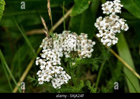 Le 3 août 2017 - McNeil River, AK, États-Unis d'Amérique - fleurs sauvages en fleurs dans le sanctuaire de chasse de l'État de McNeil River sur la péninsule de Kenai, Alaska. Le site éloigné n'est accessible qu'avec un permis spécial et constitue la plus grande population saisonnière d'ours bruns de worldâ€™ dans leur environnement naturel. (Crédit image : © Richard Ellis via ZUMA Wire) Banque D'Images