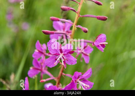 Le 3 août 2017 - McNeil River, AK, États-Unis d'Amérique - fleurs sauvages d'herbe à feu fleurissant au sanctuaire de chasse de l'État de McNeil River sur la péninsule de Kenai, Alaska. Le site éloigné n'est accessible qu'avec un permis spécial et constitue la plus grande population saisonnière d'ours bruns de worldâ€™ dans leur environnement naturel. (Crédit image : © Richard Ellis via ZUMA Wire) Banque D'Images
