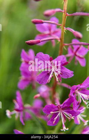 Le 3 août 2017 - McNeil River, AK, États-Unis d'Amérique - fleurs sauvages d'herbe à feu fleurissant au sanctuaire de chasse de l'État de McNeil River sur la péninsule de Kenai, Alaska. Le site éloigné n'est accessible qu'avec un permis spécial et constitue la plus grande population saisonnière d'ours bruns de worldâ€™ dans leur environnement naturel. (Crédit image : © Richard Ellis via ZUMA Wire) Banque D'Images