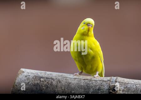 Budgerigar également connu sous le nom de perruche commune, perruche de coquillage ou budgie en Inde. Banque D'Images
