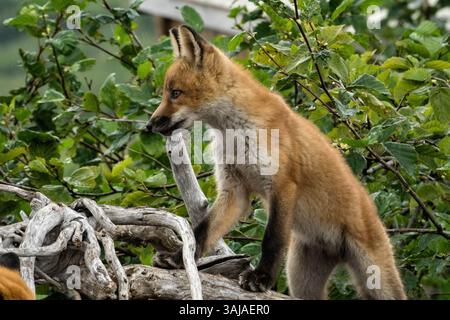 Le 3 août 2017 - McNeil River, AK, États-Unis d'Amérique - Une trousse de renard roux au McNeil River State Game Sanctuary, dans la péninsule de Kenai, Alaska. Le site éloigné n'est accessible qu'avec un permis spécial et constitue la plus grande population saisonnière d'ours bruns de worldâ€™ dans leur environnement naturel. (Crédit image : © Richard Ellis via ZUMA Wire) Banque D'Images