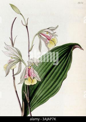 Cette illustration botanique de Bletia gracilis, créée par Miss Drake et gravée par J. Watts en 1835, présente une représentation détaillée des espèces d'orchidées. L'œuvre provient du Botanical Register d'Edwards. Banque D'Images
